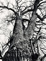 arbre2