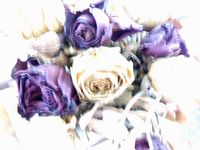 roses séchées