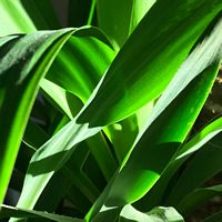 verdure