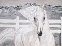 Cheval blanc et barrière du parc, fond gris